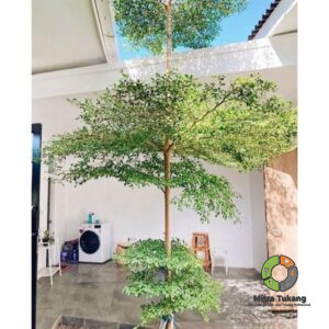 Jual Pohon Ketapang Kencana (Terminalia mantaly)
