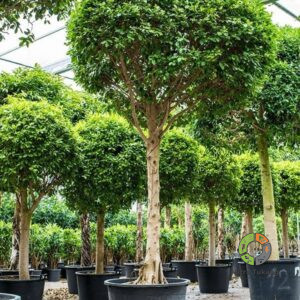 Jual Aneka Tanaman Pelindung Termurah