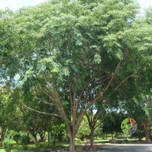 Jual Pohon Angsana (Pterocarpus indicus) Termurah Dan Terpercaya