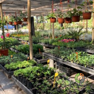 Jual Aneka Tanaman Hias