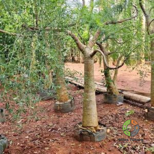 Jual Pohon Kelor Afrika Moringa