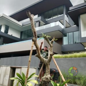 Jasa Penanaman pohon Besar