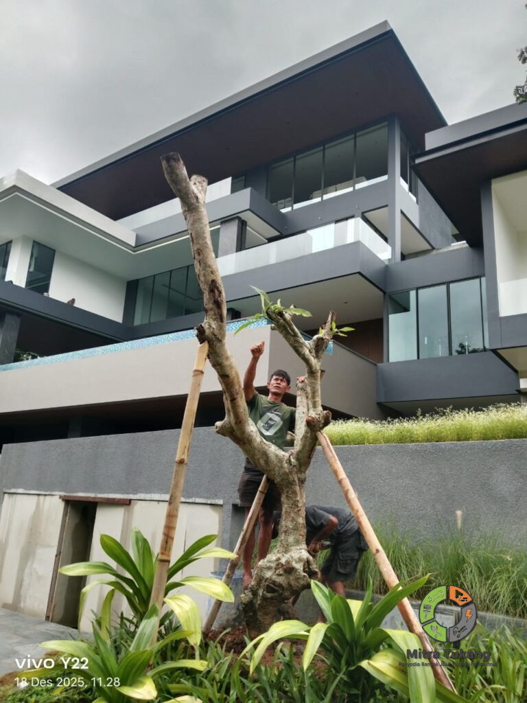 Jasa Penanaman pohon Besar