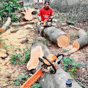Jasa Tebang Pohon