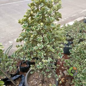 Jual Beringin Kupu-kupu