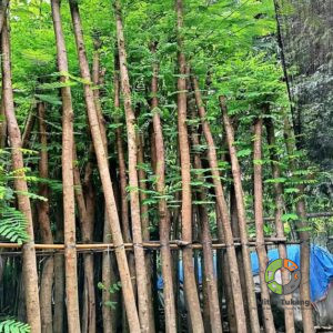 Jual Pohon Flamboyan