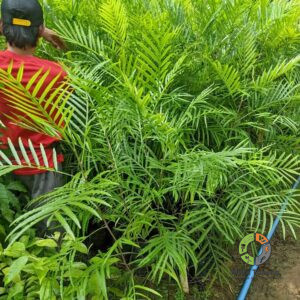 Jual Pohon Kiara Payung