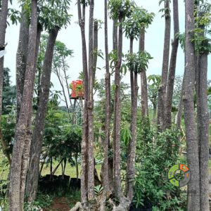 Jual Pohon Pule Berkualitas untuk Taman, Peneduh, dan Lanskap
