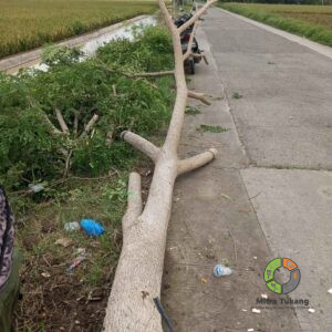 Pohon Trembesi Besar