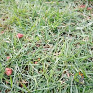 Jual Aneka Rumput Taman Termurah