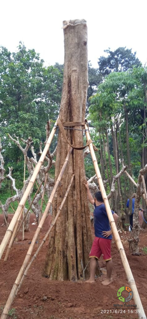 jasa pemindahan pohon besar