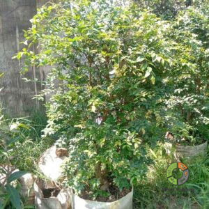 Jual Pohon Anggur Brazil