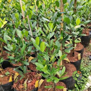 Jual Pohon Garcinia