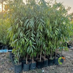 Jual Pohon Glodokan Tiang