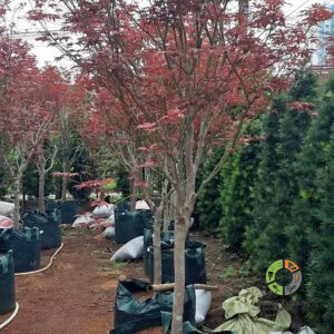 Jual Pohon Japanese Maple Import Harga Murah