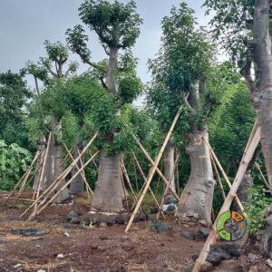 Jual Pohon Kaki Gajah