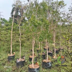 Jual Pohon Kayu Putih