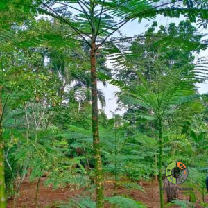 Jual Pohon Pakis Brazil