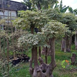 Jual Pohon Randu Varigata