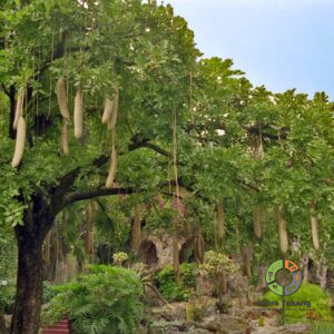 Jual Pohon Sosis Kigelia