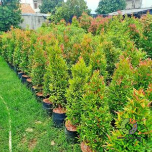 jual pohon pucuk merah